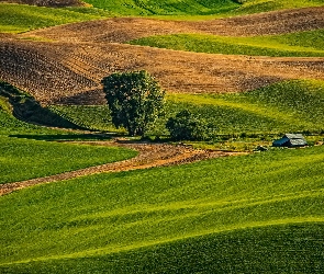 Łąki, Pola, Stany Zjednoczone, Wzgórza, Palouse, Waszyngton, Drzewa