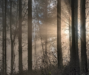 Mgła, Drzewa, Las, Przebijające światło