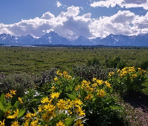 Kwiaty, Chmury, Żółte, Park Narodowy Grand Teton, Stany Zjednoczone, Teton Range, Góry, Stan Wyoming, Polana