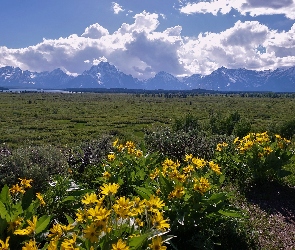 Park Narodowy Grand Teton, Stan Wyoming, Góry, Stany Zjednoczone, Teton Range, Chmury, Żółte, Kwiaty, Polana
