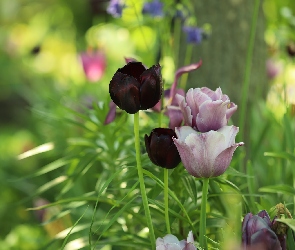 Fioletowe, Kwiaty, Tulipany