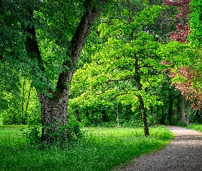 Drzewa, Zieleń, Ścieżka, Trawa, Park