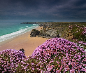 Roślinność, Kwiaty, Klif, Zawciąg nadmorski, Carnewas and Bedruthan Steps, Kornwalia, Wybrzeże, Skały, Anglia, Morze Celtyckie