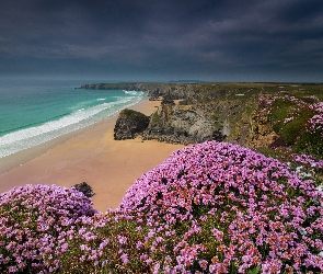 Roślinność, Kornwalia, Morze Celtyckie, Carnewas and Bedruthan Steps, Anglia, Skały, Kwiaty, Klif, Zawciąg nadmorski, Wybrzeże