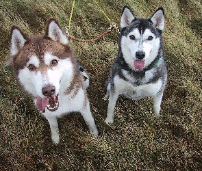 brązowy, Siberian Husky, czarny