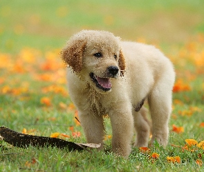 Szczeniak, Liście, Łąka, Golden retriever, Pies