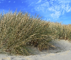 Plaża, Piasek, Wydmy, Trawa