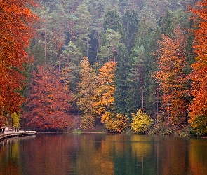 Las, Rzeka, Drzewa, Jesień