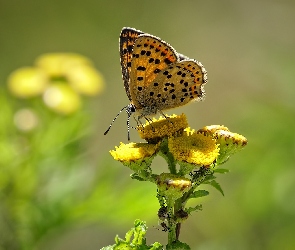 Motyl, Kwiaty, Żółte, Czerwończyk uroczek