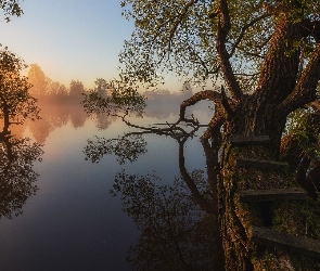 Mgła, Schodki, Jezioro, Drzewa, Pochyłe, Drzewo