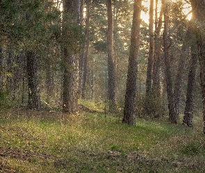 Drzewa, Światło, Las, Słoneczne