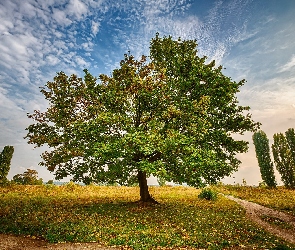 Drzewo, Niebo, Ścieżka, Droga, Polna