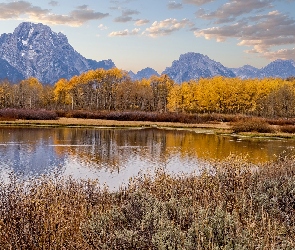 Park Narodowy Grand Teton, Stan Wyoming, Stany Zjednoczone, Jesień, Góry, Pożółkła, Drzewa, Teton Range, Topole osikowe, Jezioro, Trawa, Jackson Lake