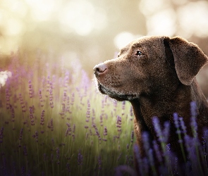 Pies, Lawenda, Labrador retriever