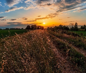 Chmury, Wschód słońca, Droga, Pola, Łąka, Drzewa