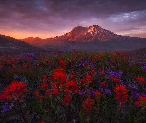 Kwiaty, Łąka, Stany Zjednoczone, Góra, Wulkan, Góry Kaskadowe, Drzewa, Stan Waszyngton, Castilleja, Zachód słońca, Mount St Helens