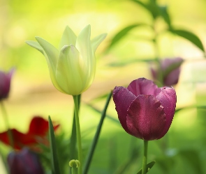 Kolorowe, Zbliżenie, Kwiaty, Tulipany