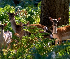 Paprocie, Sarny, Młode, Jelenie