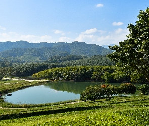 Droga, Trawa, Góry, Drzewa, Jezioro