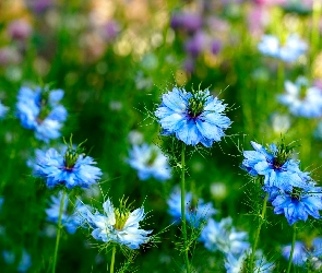Kwiaty, Czarnuszki siewne, Niebieskie
