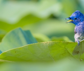 Niebieski, Monarszyk hiacyntowy, Ptak