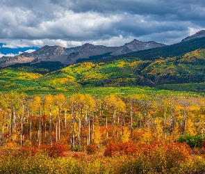 Drzewa, West Elk, Chmury, Kolorado, Przełęcz, Stany Zjednoczone, Góry, Jesień, Topole osikowe, Lasy, Kebler Pass