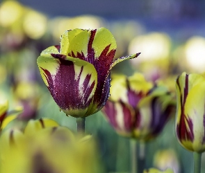 Rozmycie, Tulipany, Kwiaty, Żółto-fioletowe