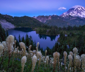 Jezioro, Drzewa, Stany Zjednoczone, Rośliny, Miądrzyga, Park Narodowy Mount Rainier, Stratowulkan Mount Rainier, Stan Waszyngton, Zmierzch, Wieczór, Góry