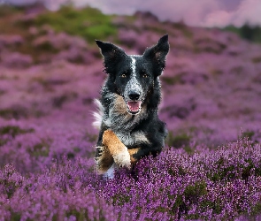 Wrzosowisko, Wrzosy, Pies, Border collie