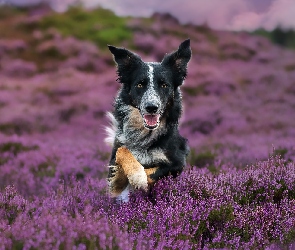 Wrzosowisko, Wrzosy, Pies, Border collie