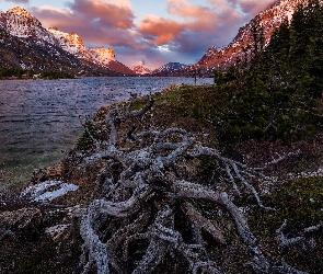 Stan Montana, Stany Zjednoczone, Konar, Jezioro St Mary Lake, Góry, Drzewa, Park Narodowy Glacier