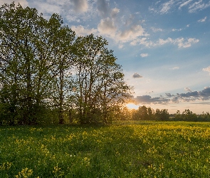 Drzewa, Zachód słońca, Wiosna, Łąka