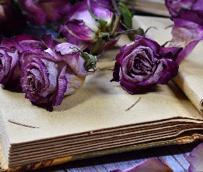 Książka, Róże, Kwiaty, Fioletowe