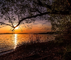 Drzewa, Zachód słońca, Trawa, Gałęzie, Jezioro