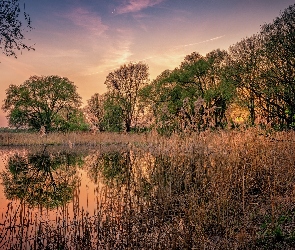 Jezioro, Wschód słońca, Szuwary, Księżyc, Drzewa