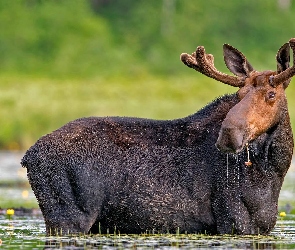 Łoś, Rośliny, Rzeka