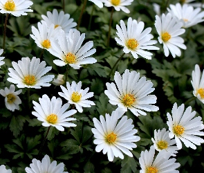 Kwiaty, Zawilce apenińskie, Białe