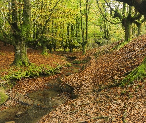 Otzarreta Beech, Hiszpania, Park Narodowy Gorbea, Drzewa, Potok, Kraj Basków, Las państwowy