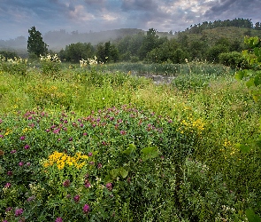 Koniczyna, Kwiaty, Rzeka, Wzgórza, Drzewa, Łąka, Trawa