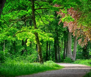 Drzewa, Park, Ścieżka