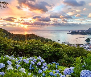 Wyspa Honsiu, Japonia, Wschód słońca, Hortensje, Wzgórze, Morze, Miasto Matsuzaki