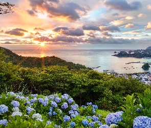Morze, Wzgórze, Wyspa Honsiu, Wschód słońca, Hortensje, Japonia, Miasto Matsuzaki