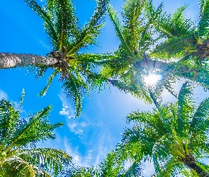 Drzewa, Słońce, Niebo, Palmy kokosowe