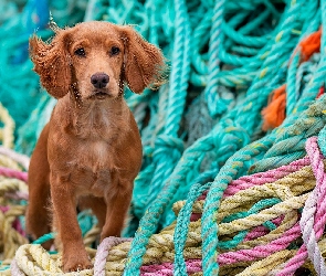 Pies, Liny, Kolorowe, Cocker spaniel