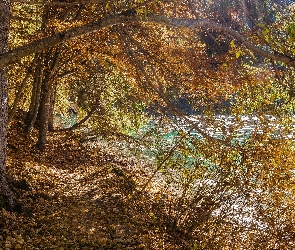 Trydent, Brzeg, Jezioro, Włochy, Drzewa, Jesień, Lago di Tovel