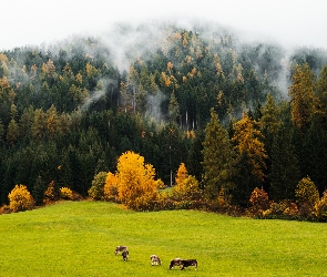 Las, Drzewa, Jesień, Łąka, Krowy, Mgła
