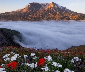 Wulkan, Góra, Stany Zjednoczone, Kwiaty, Mgła, Stan Waszyngton, Mount St Helens