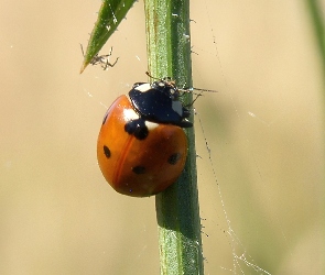 Biedronka, Łodyga