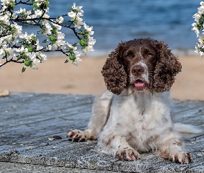 Pies, Gałązki, Deski, Okwiecone, Springer spaniel angielski