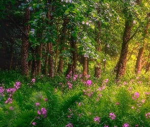 Park, Paprocie, Różowe, Kwiaty, Drzewa